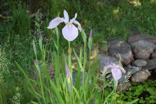 Iris laevigata 'Rose Queen' | Asiatische Sumpf-Schwertlilie